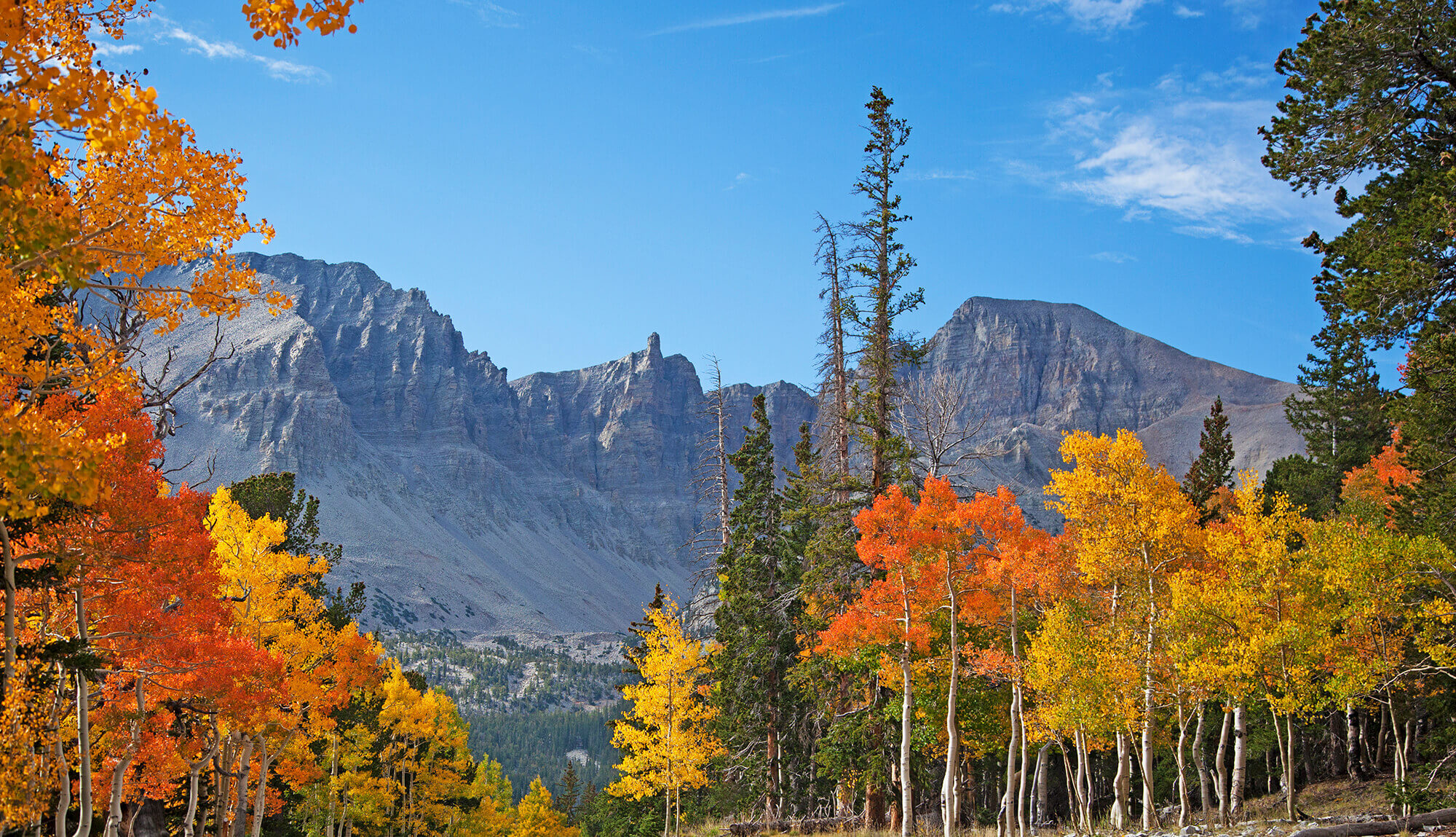 Colorful Fall foliage surrounded by prominent mountains in Nevada.