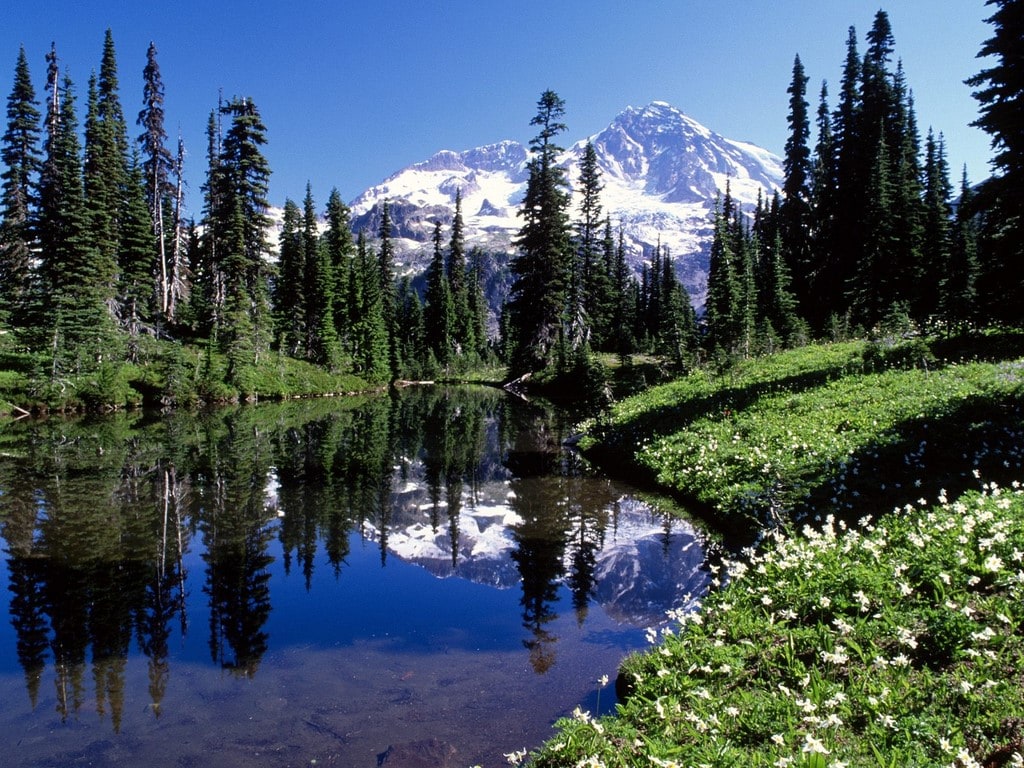 A scenic view of a snow-capped mountain reflected in a still body of water, surrounded by lush green trees and white wildflowers in the foreground.