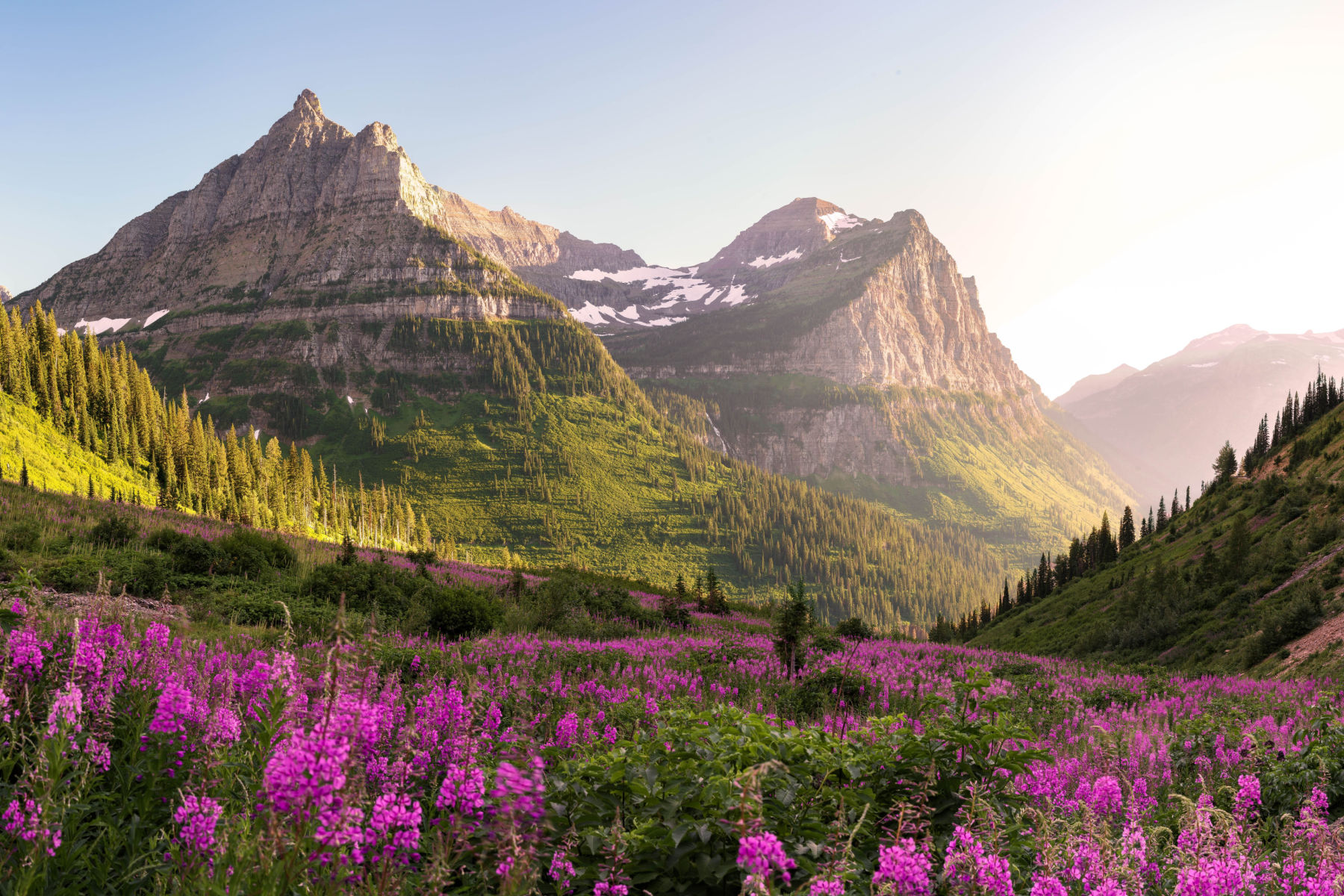 a valley with steep mountains in the background, illuminated by sunlight and surrounded by magenta flowers