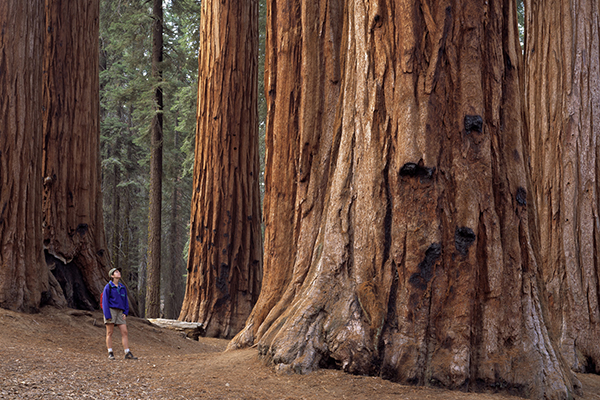 A person stands at the base of several massive giant sequoia trees in a forest setting.