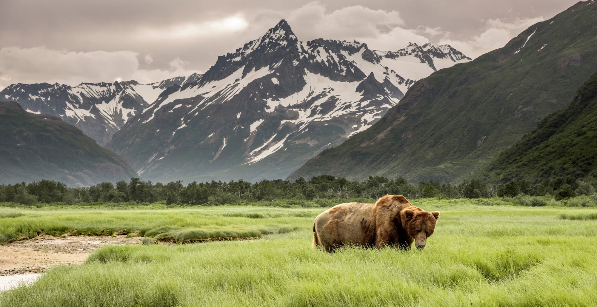 Grizzly bear walking near snowy Alaska mountains.